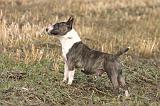 BULL TERRIER MINIATURE 319